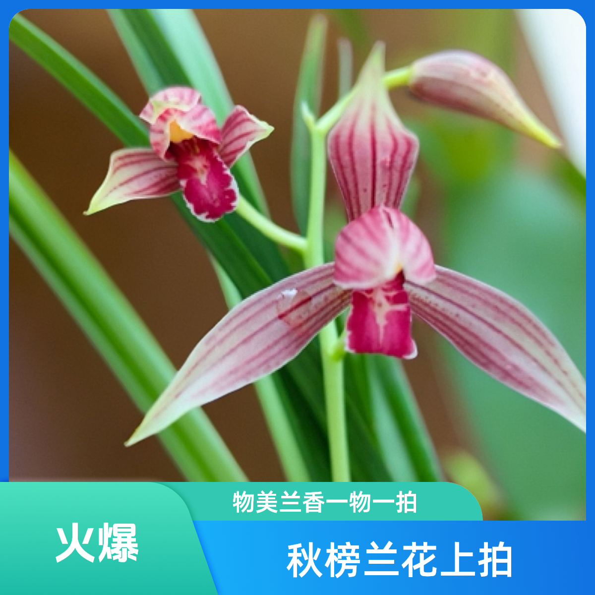 一物一拍，云南秋榜兰花，花卉绿植，盆栽盆景，观赏。