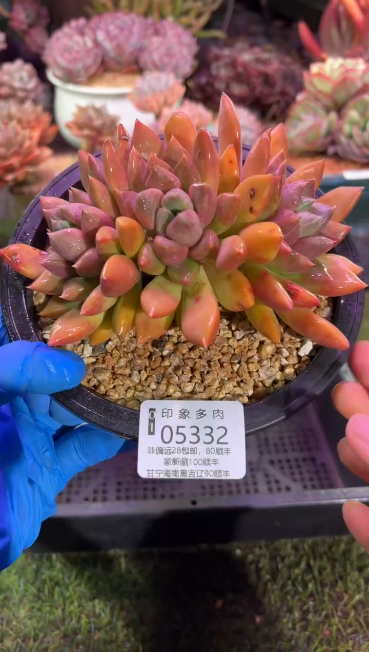 【闪购商品】05332