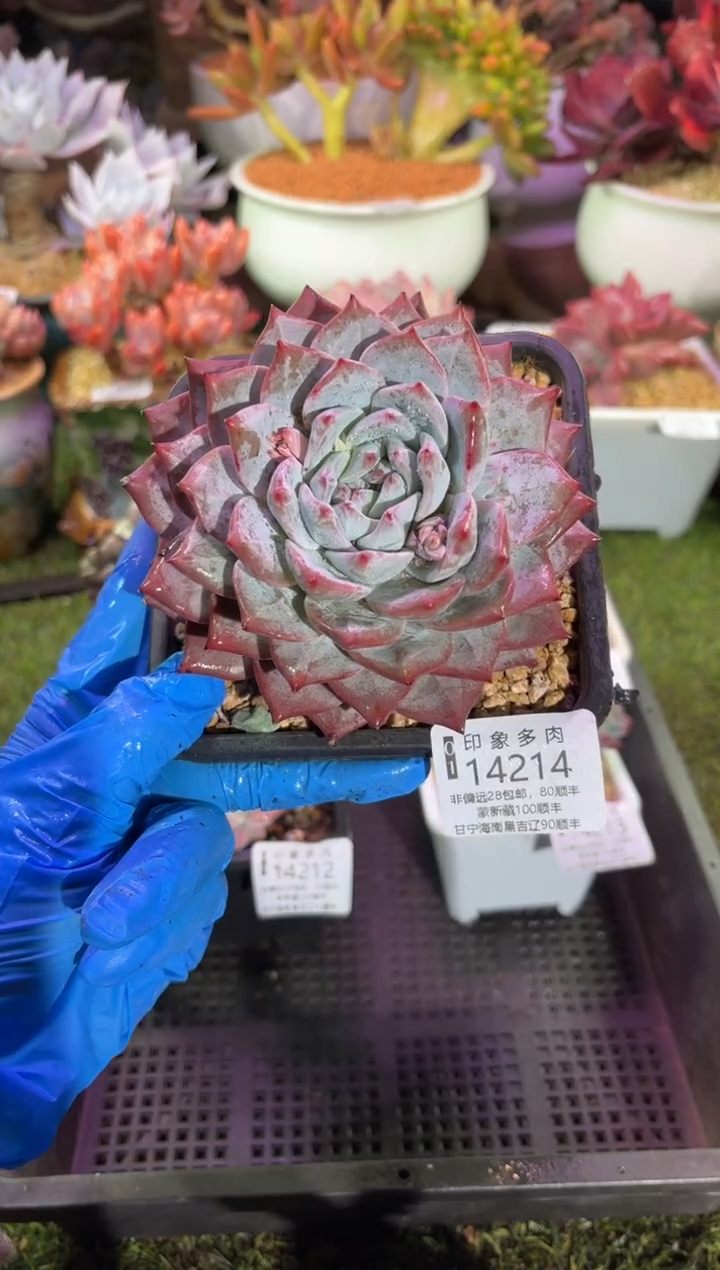 【闪购商品】14214