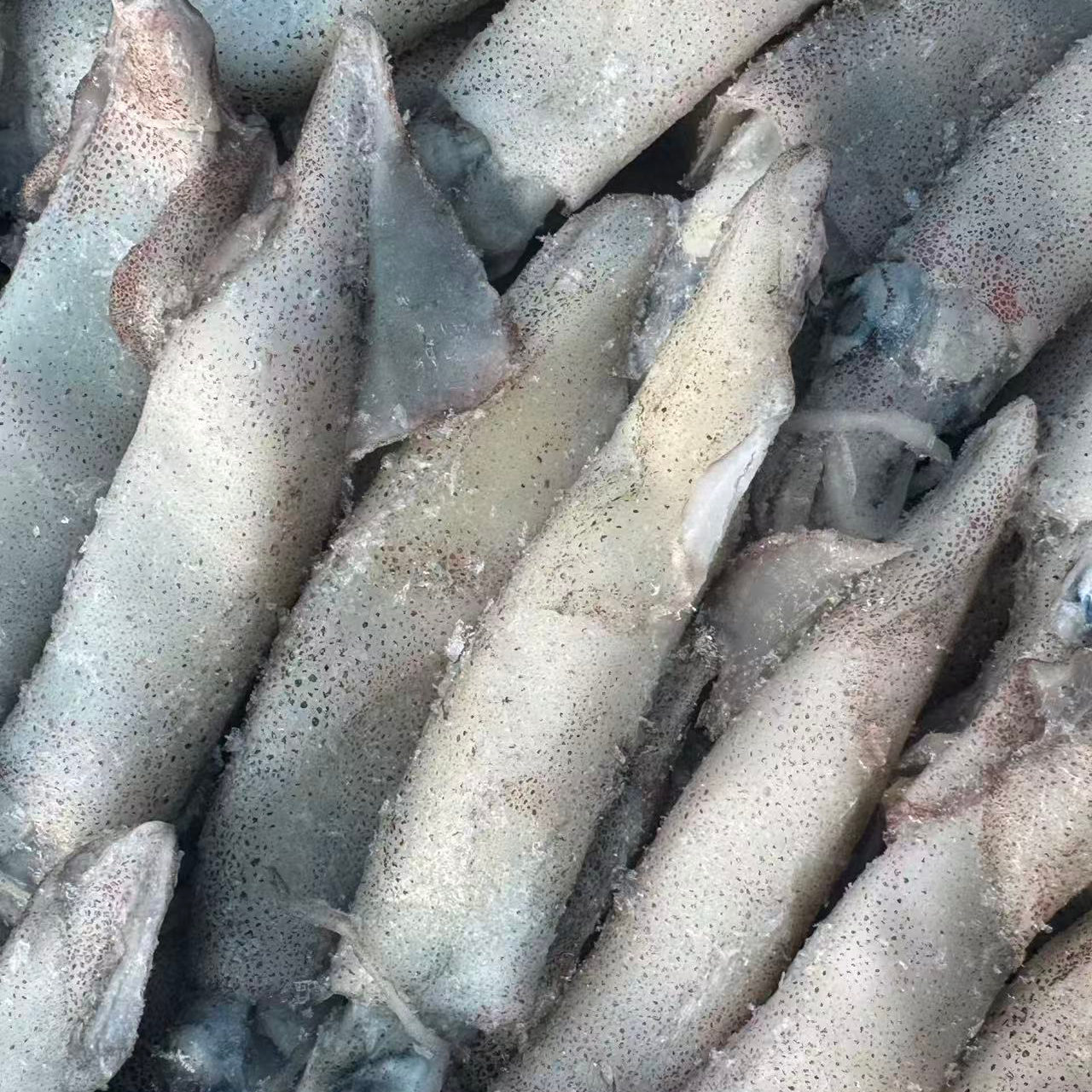 原浆全母笔管鱿鱼