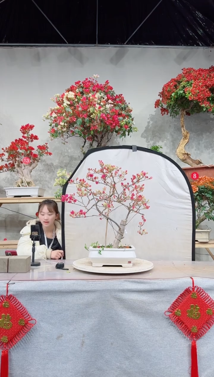 【闪购商品】盆景漳红樱