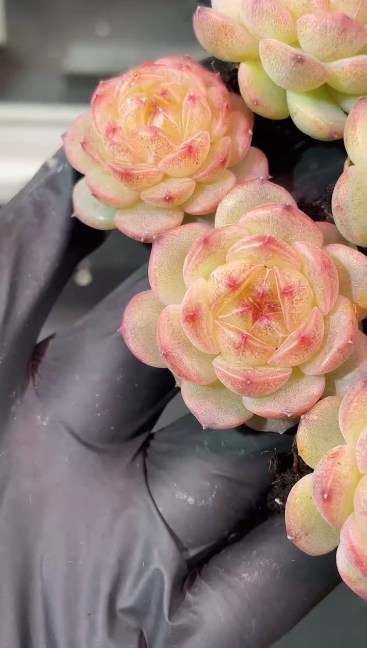 闪购1906  万花筒多肉一颗   3.5厘米