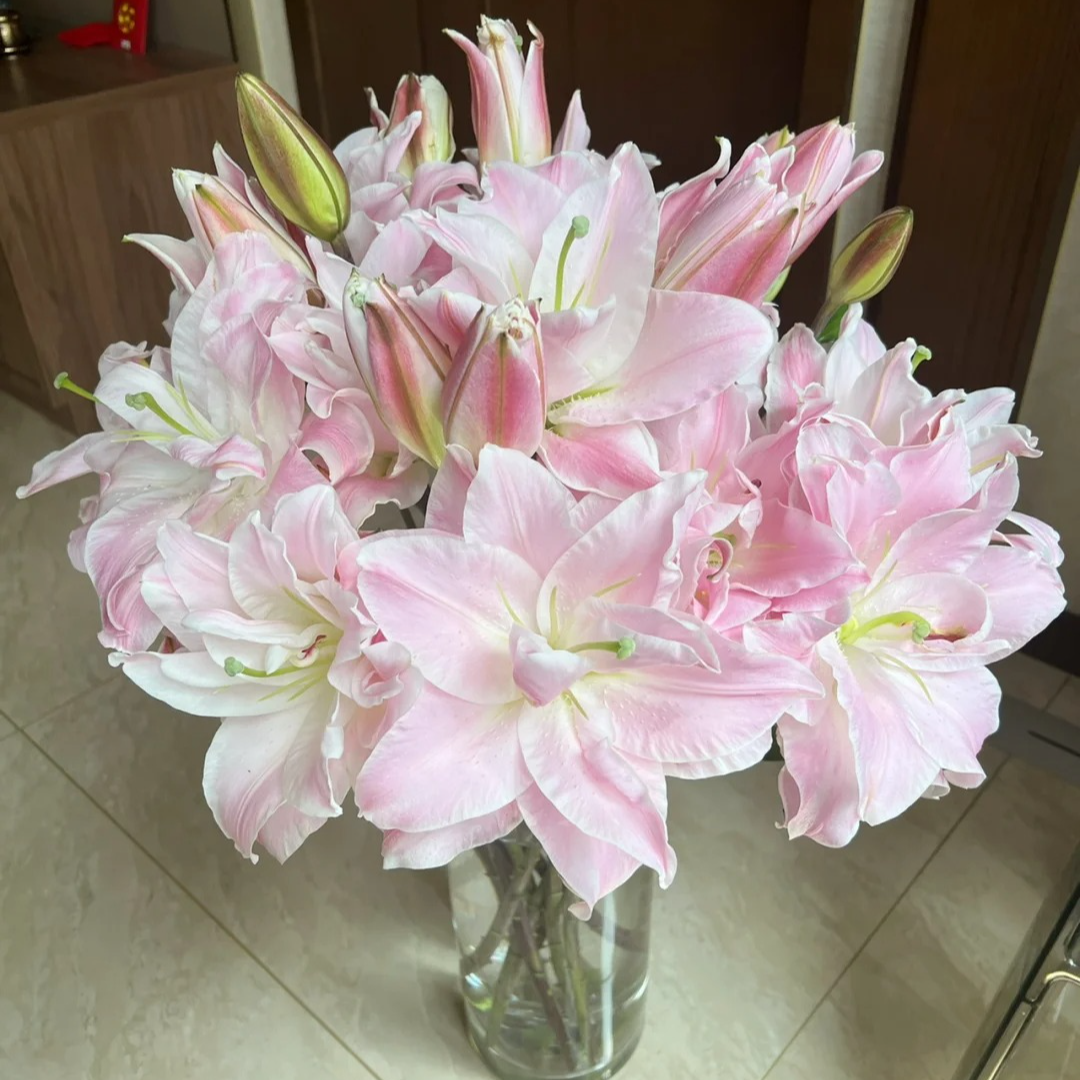 【双钻】重瓣香水百合 一单包邮 云南鲜花昆明基地现采现发
