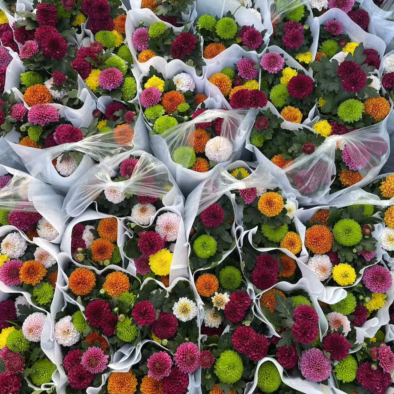 多色乒乓菊多年生草本花卉植物阳台庭院盆栽地载花束鲜花四季开花