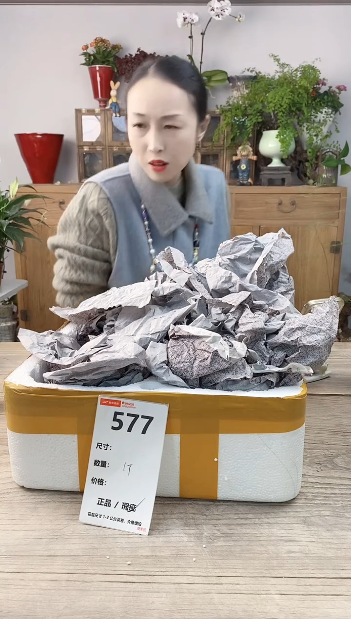 小玩子花盆直播编号577