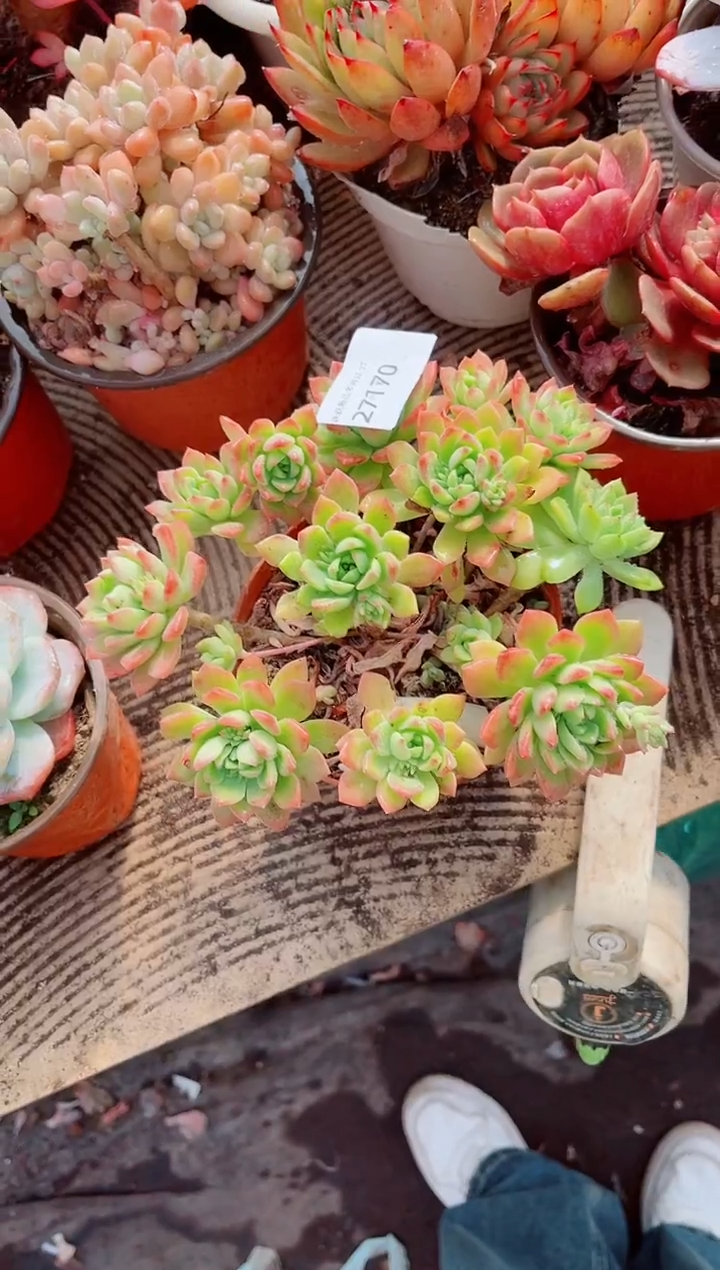 路***挽跃跃精品多肉27170