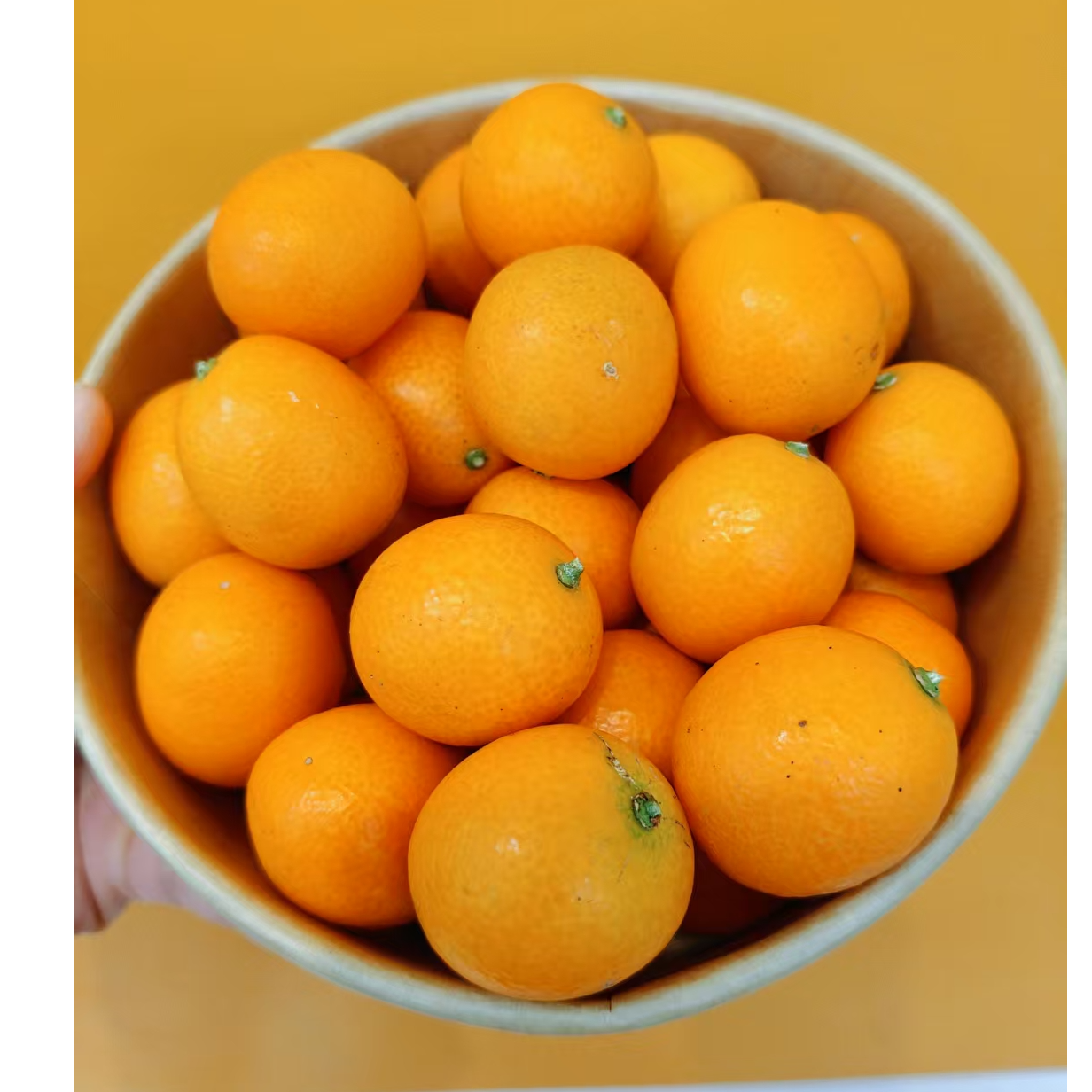 金桔500g广西壮族自治区