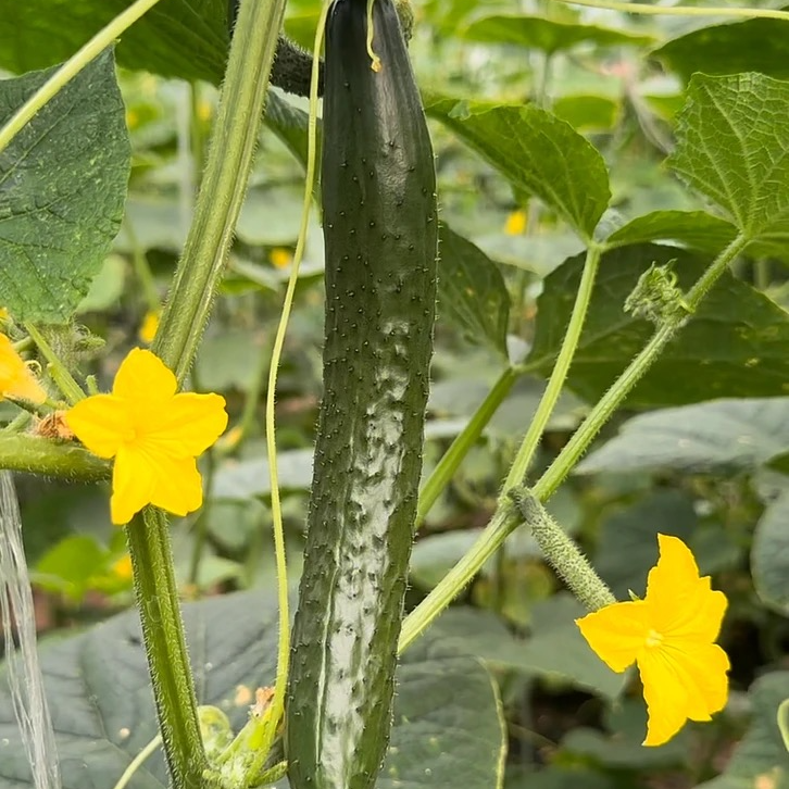【汇峰农场】标榜水果黄瓜拍3斤（±2两）新鲜现摘 顺丰包邮