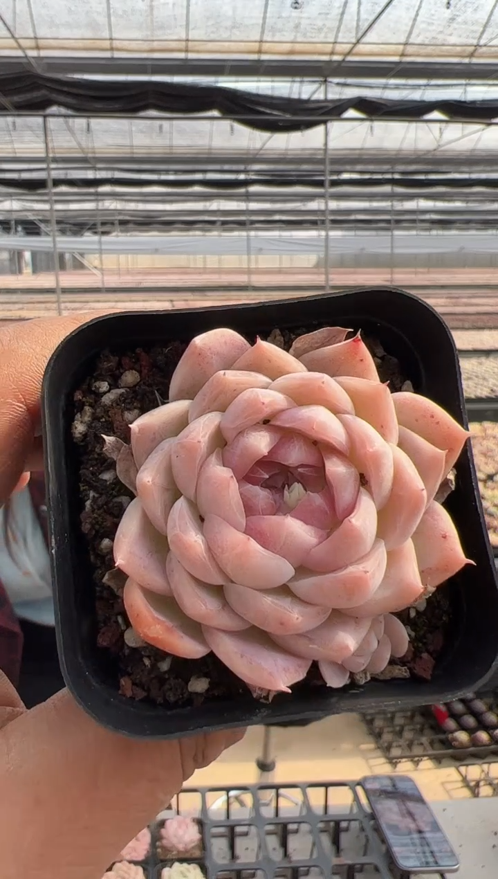 【闪购商品】新款多肉-281