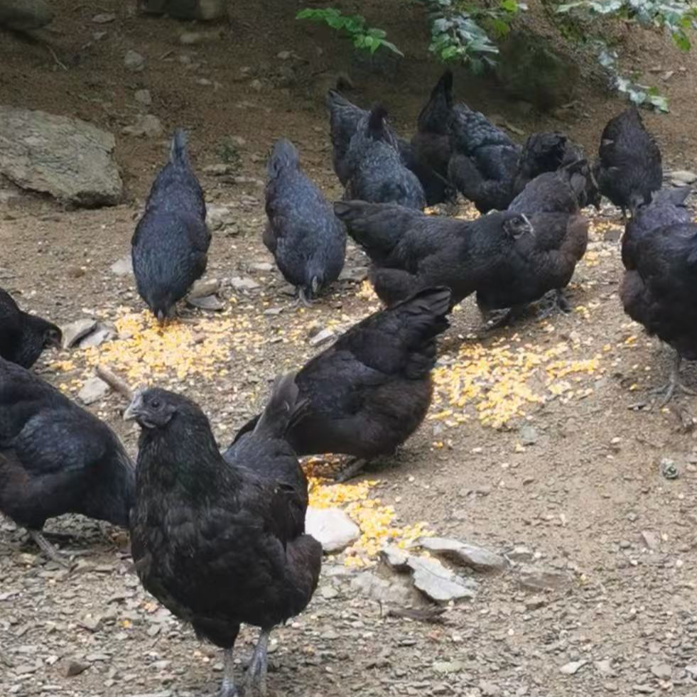 正宗农家万源黑鸡（母鸡）