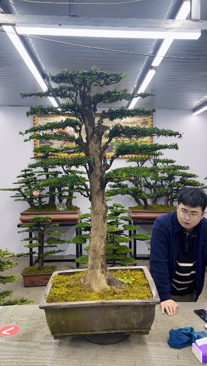 【闪购商品】八斗松/松类活物造型盆景，以直播间截图为啊啊啊啊