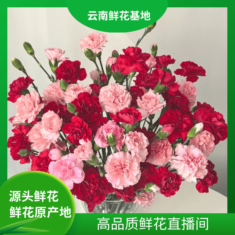 颜花【红康+粉康】云南基地鲜花直发两单升级顺丰冷链
