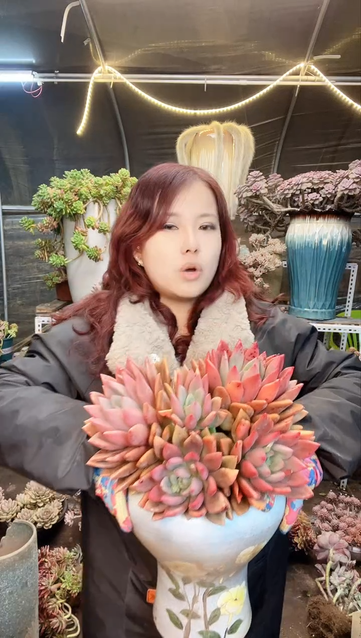 【闪购商品】桃花源 脱土包邮