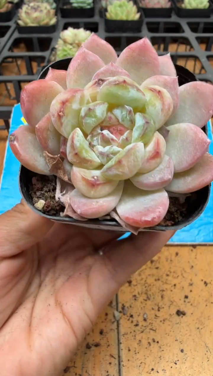 东云多肉园二店-329