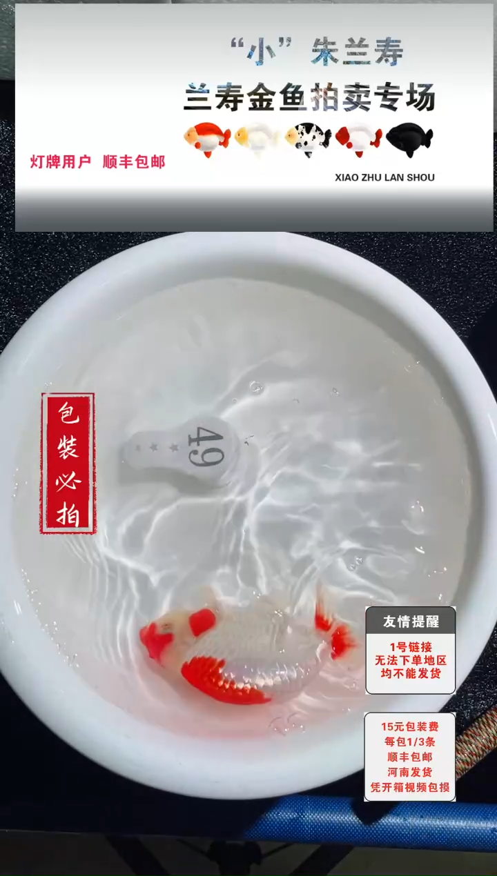 金鱼没拍包装顺丰到付1~3条每包49号
