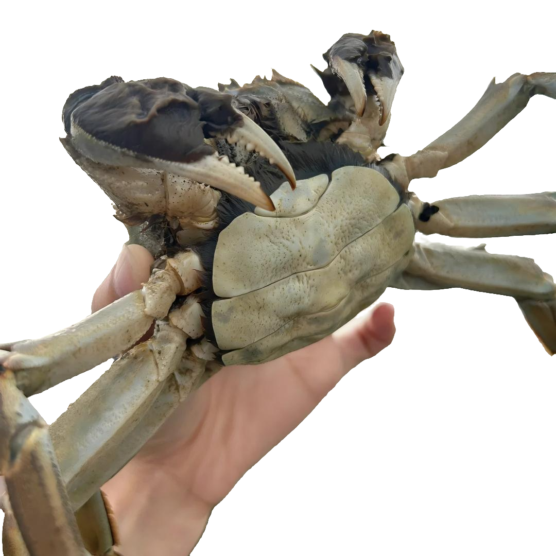 公4.0-3.7两+母4.0-3.7两 8只/10只装 苏州产地直发 顺丰京东 青H