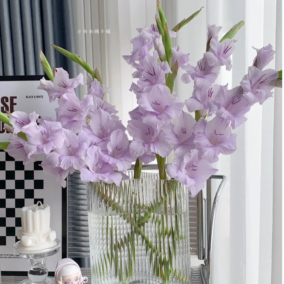 香芋紫剑兰5支 家居生活鲜花顺丰包邮