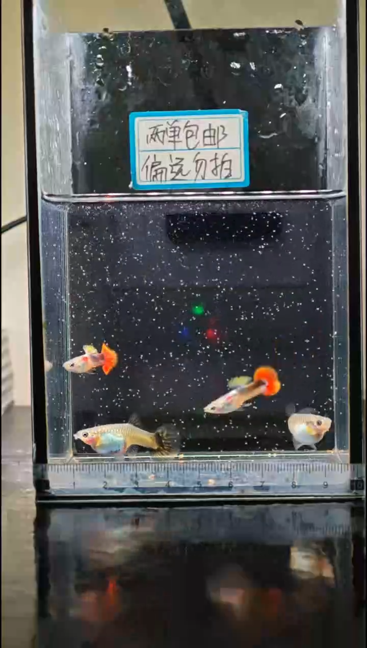 孔雀鱼半礼服小圆尾孔雀鱼2对