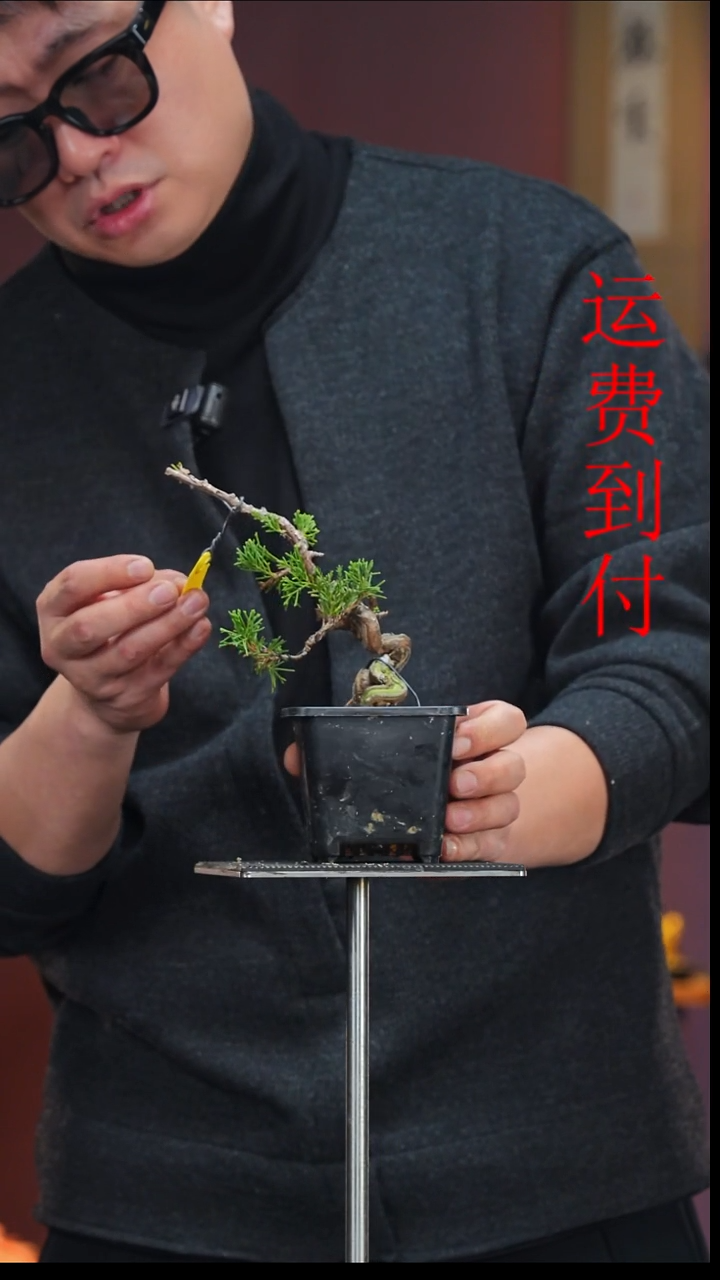 无花朵L***_17604真柏