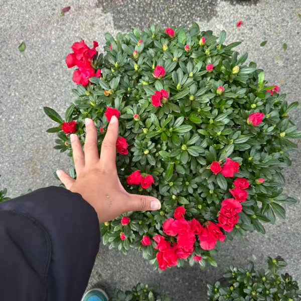 十年精品老桩杜鹃花盆栽花卉植物室内花带苞大颗四季开花植物好养