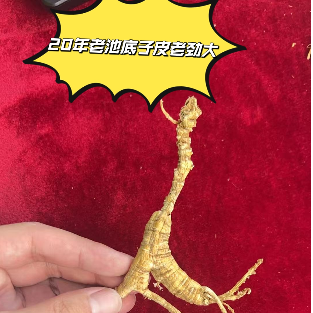 长白山林下参20年老池底子实拍图，皮老纹身，身残劲足！！