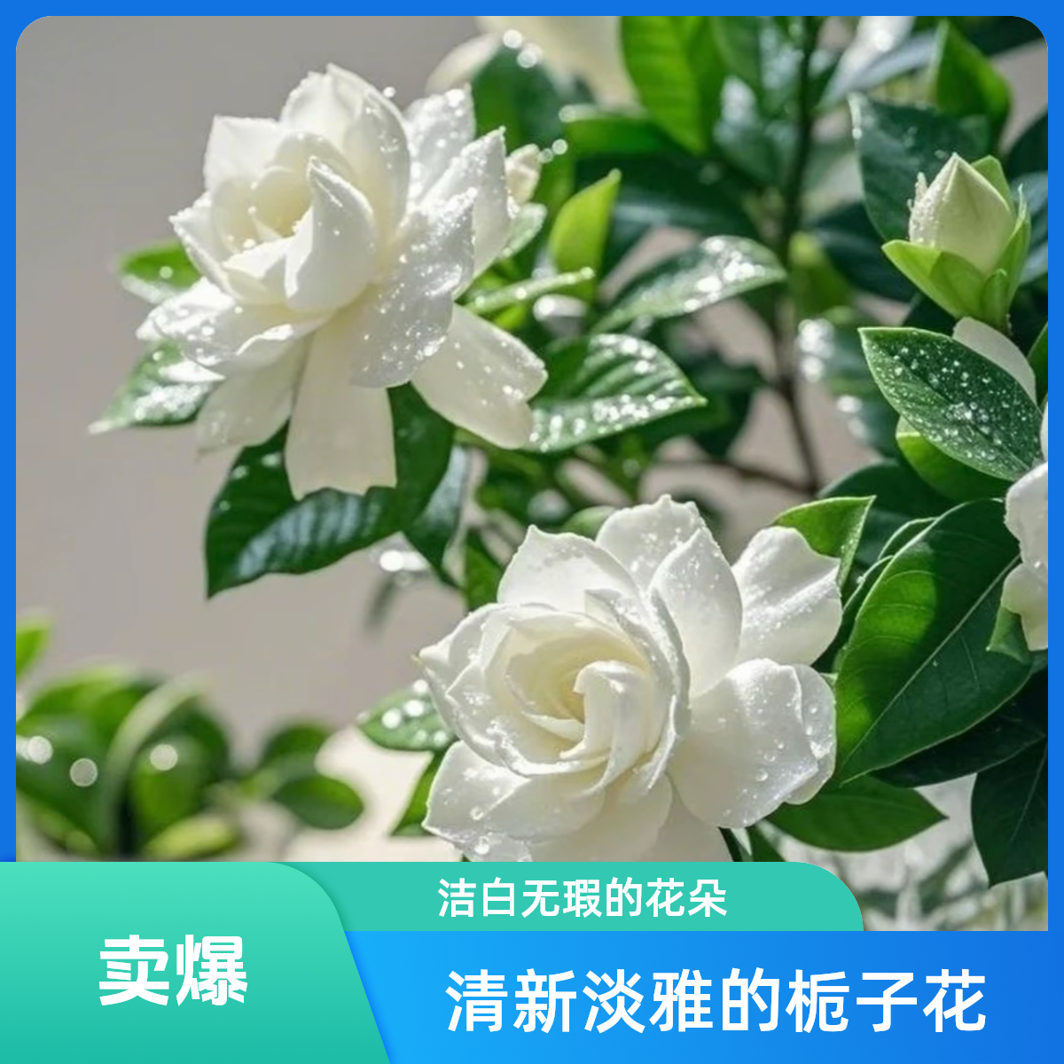 【顺丰空运次日达】新鲜鲜切栀子花花骨朵 含苞待放 浓香型白色花卉花瓶插画 今天拍明天到全国次日达