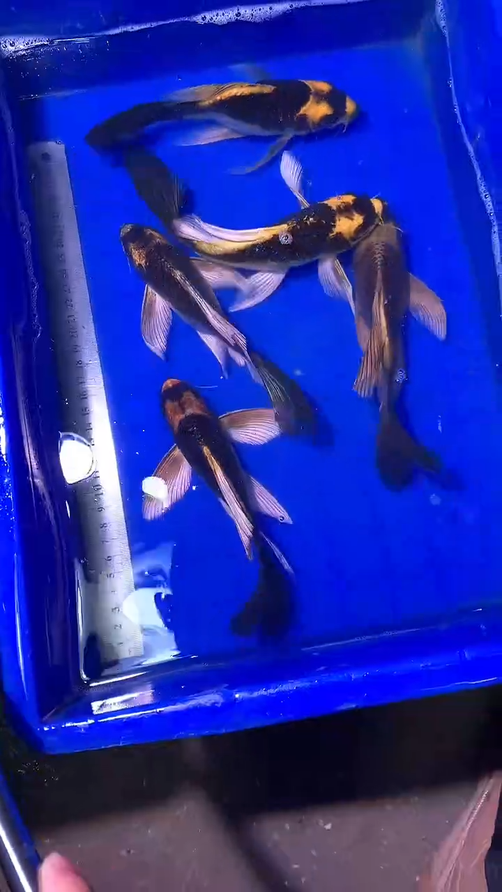 蝴蝶鲤鱼蝴蝶鲤直播选鱼专用链接 凭开箱视频售后