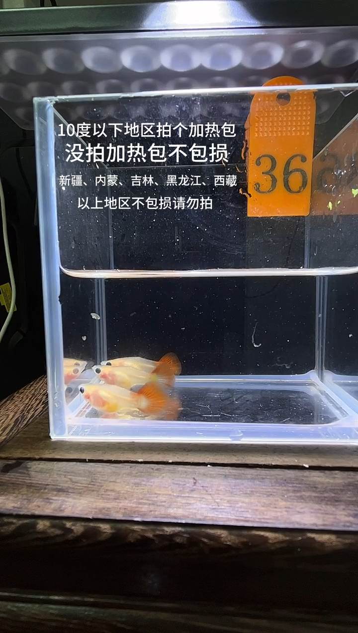 孔雀鱼银河普通体36