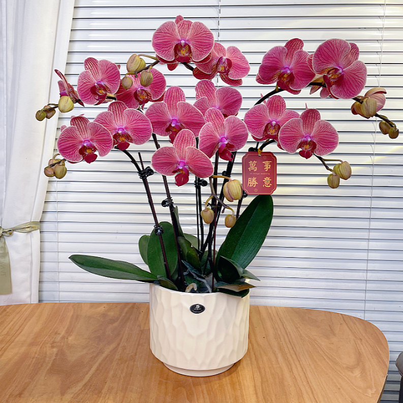 【聚宝橘子-蝴蝶兰】QX高端鲜花 定制款 易养花期长 送礼 家居摆件