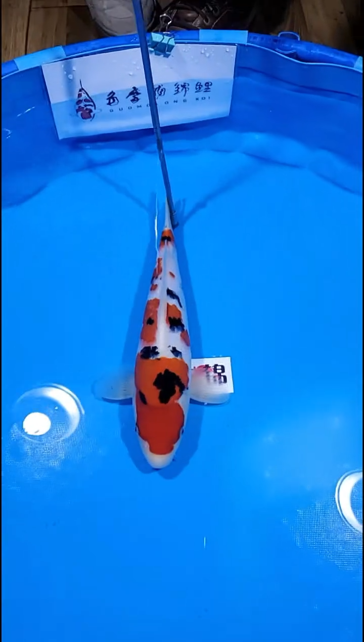 锦鲤【251226-13】大正三色 32公分 包母 多摩龙 寄养至26年10月