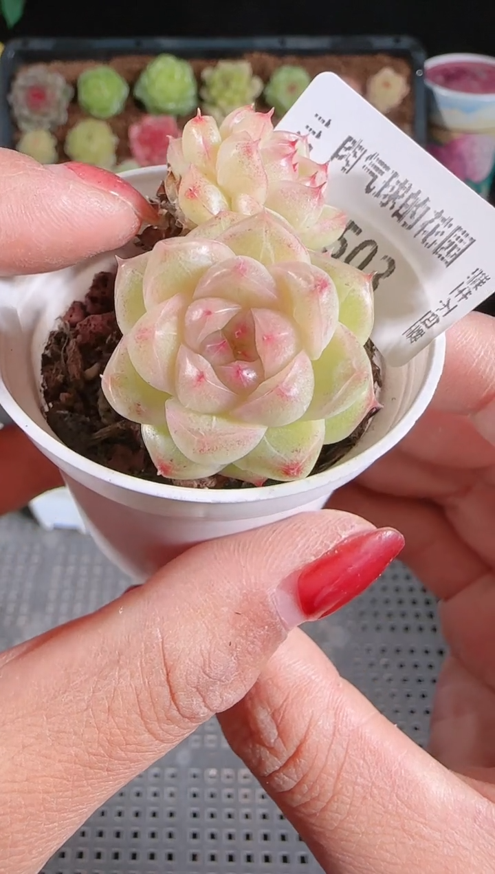 1127-503群生不包整