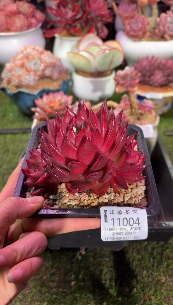 【闪购商品】11004