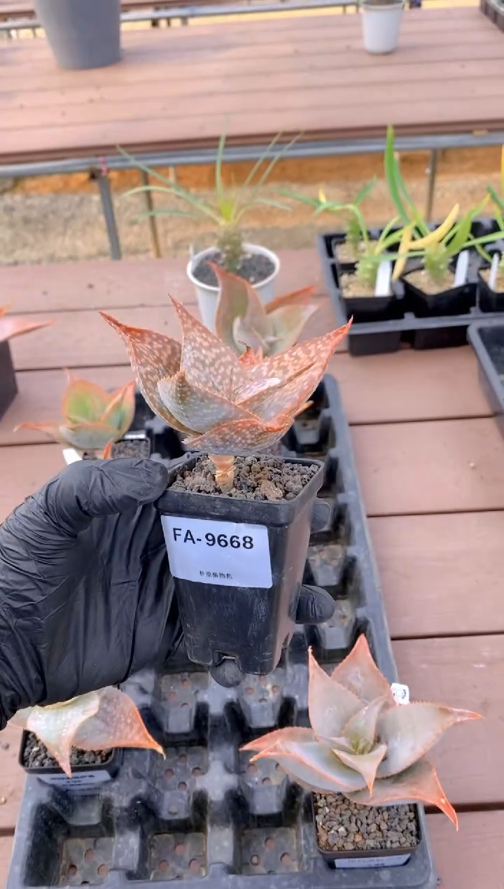 【闪购商品】伊玛洛特脱土FA-9668