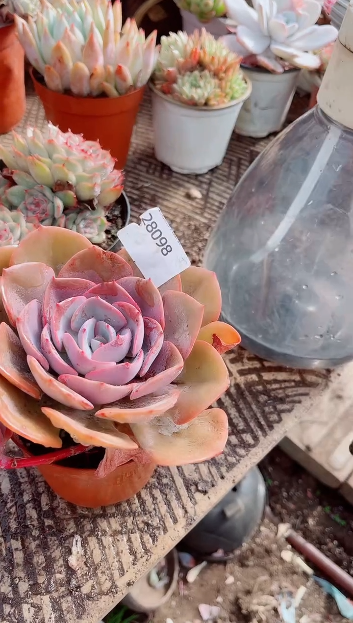 钱****?跃跃精品多肉28098