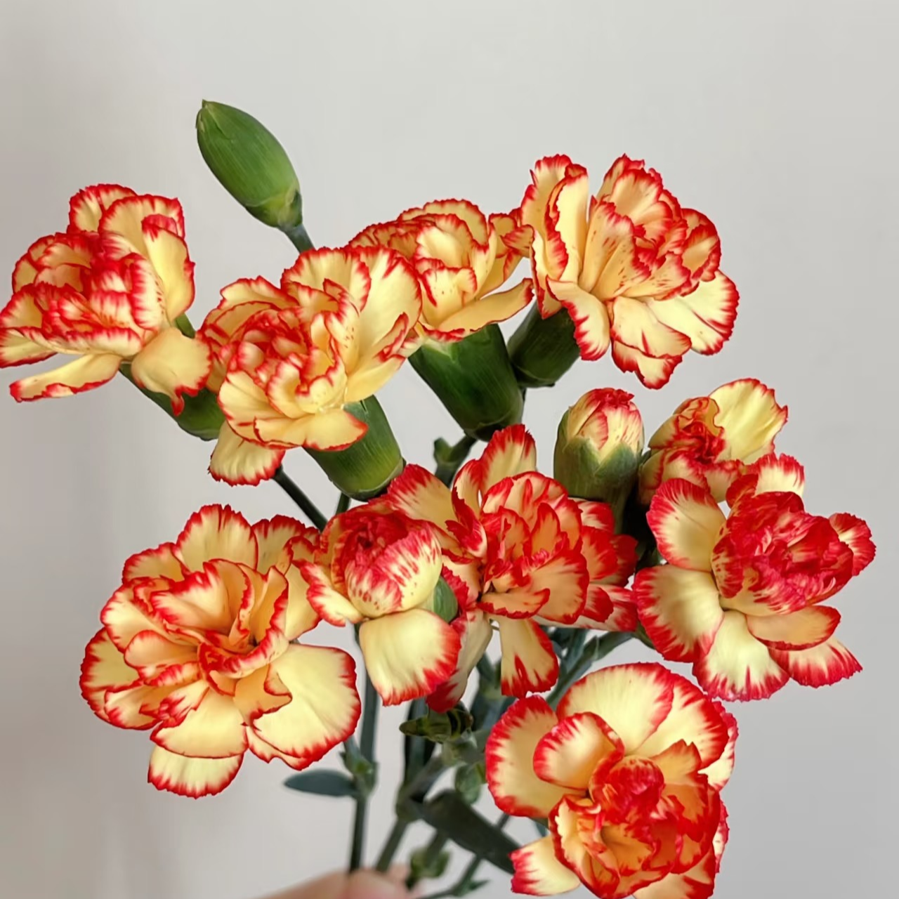 【W】10枝桑巴多头康乃馨50CM