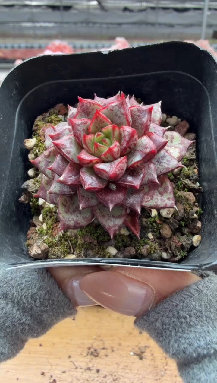 东云多肉园二店-88