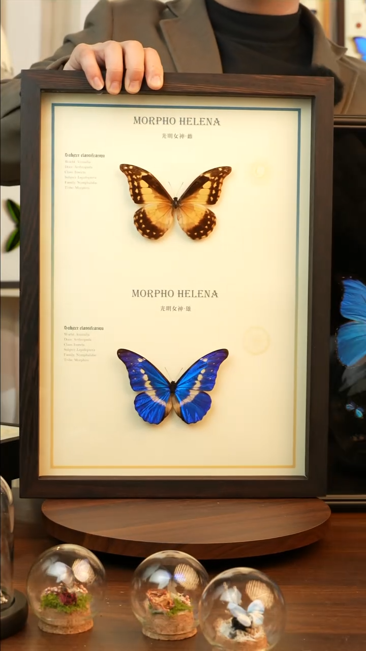 楼***白定制黑绒布蝶光明女神雌雄＋卡西美＋５只雅灰蝶蝶Ａ３鸡翅木框