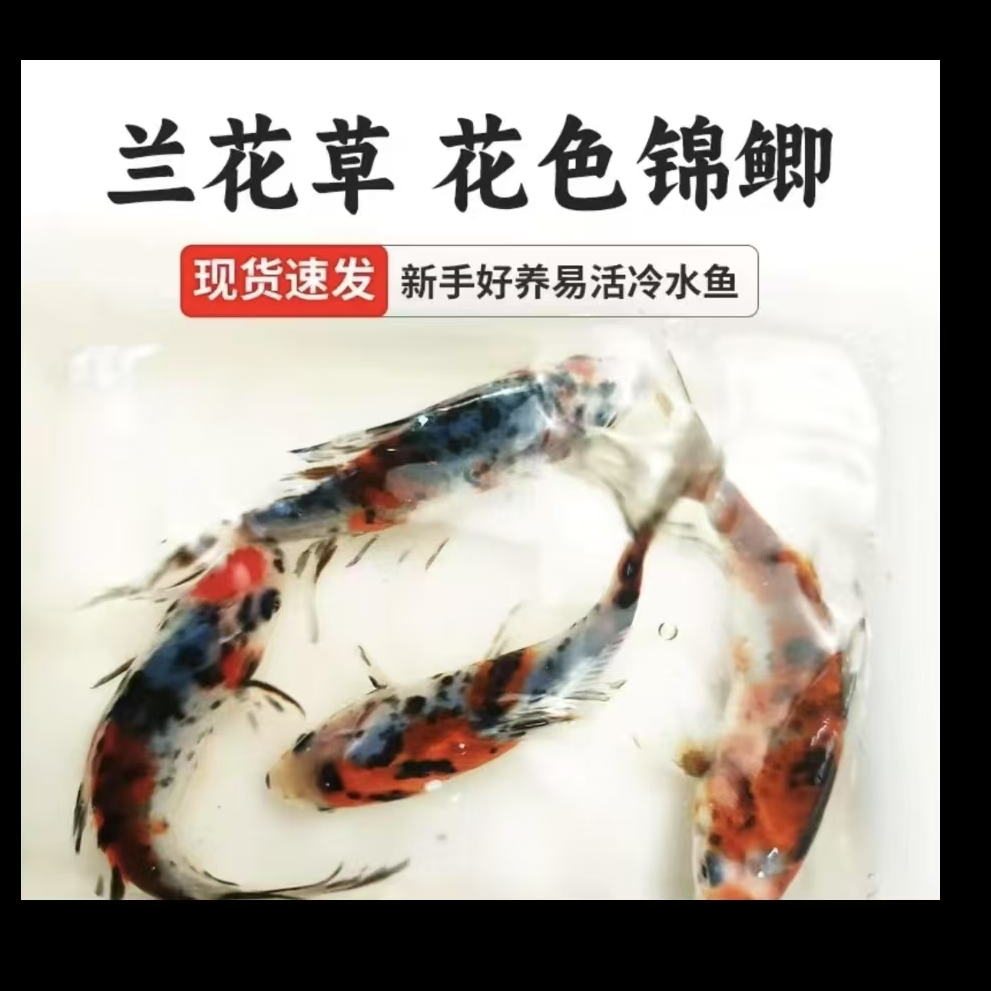 17条水墨玉兰花金鱼 5-7公分 源头渔场直发颜色混搭不支持指定