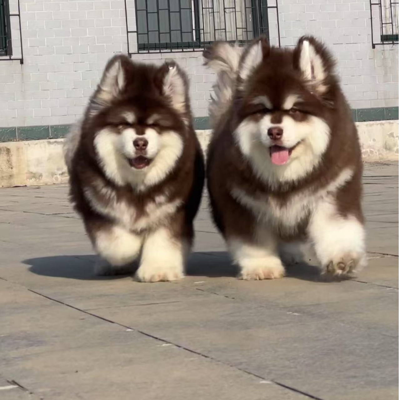 【悠悠家】精品阿拉斯高级宠物伴侣犬大型宠物看家护陪伴快乐小狗