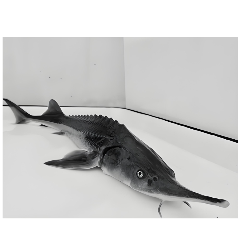 冰鲜现捞寻龙鱼    