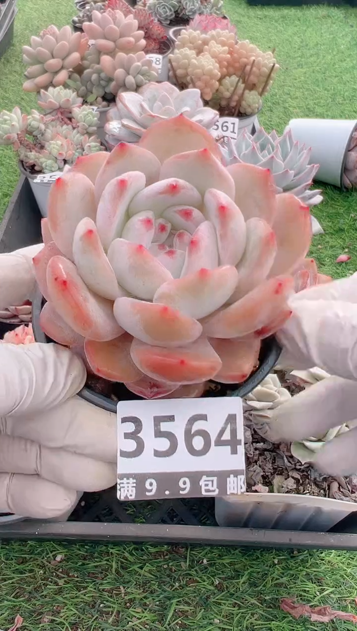 【闪购商品】信福多肉一物一拍