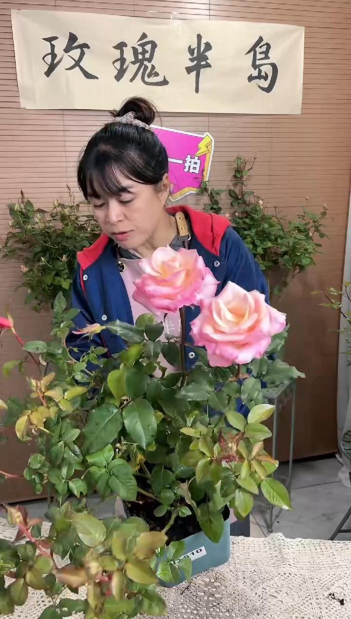 爱的呼吸，罗斯林1，5加仑扦插