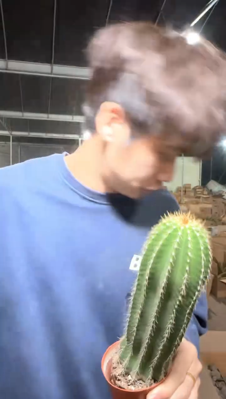 高15cm+ 大凤龙【带根】