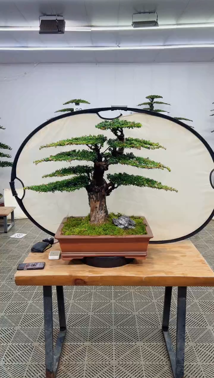 无花朵造型盆景一物一拍