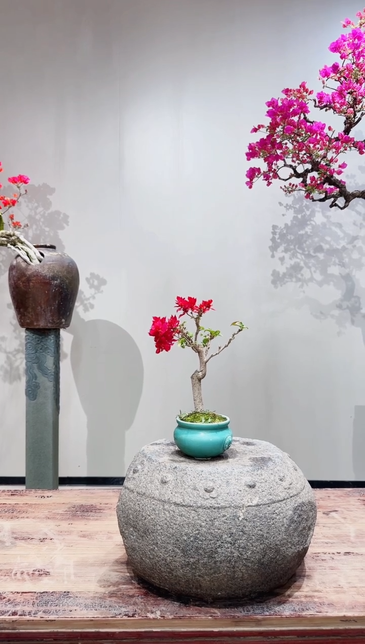 【闪购商品】盆景重瓣红