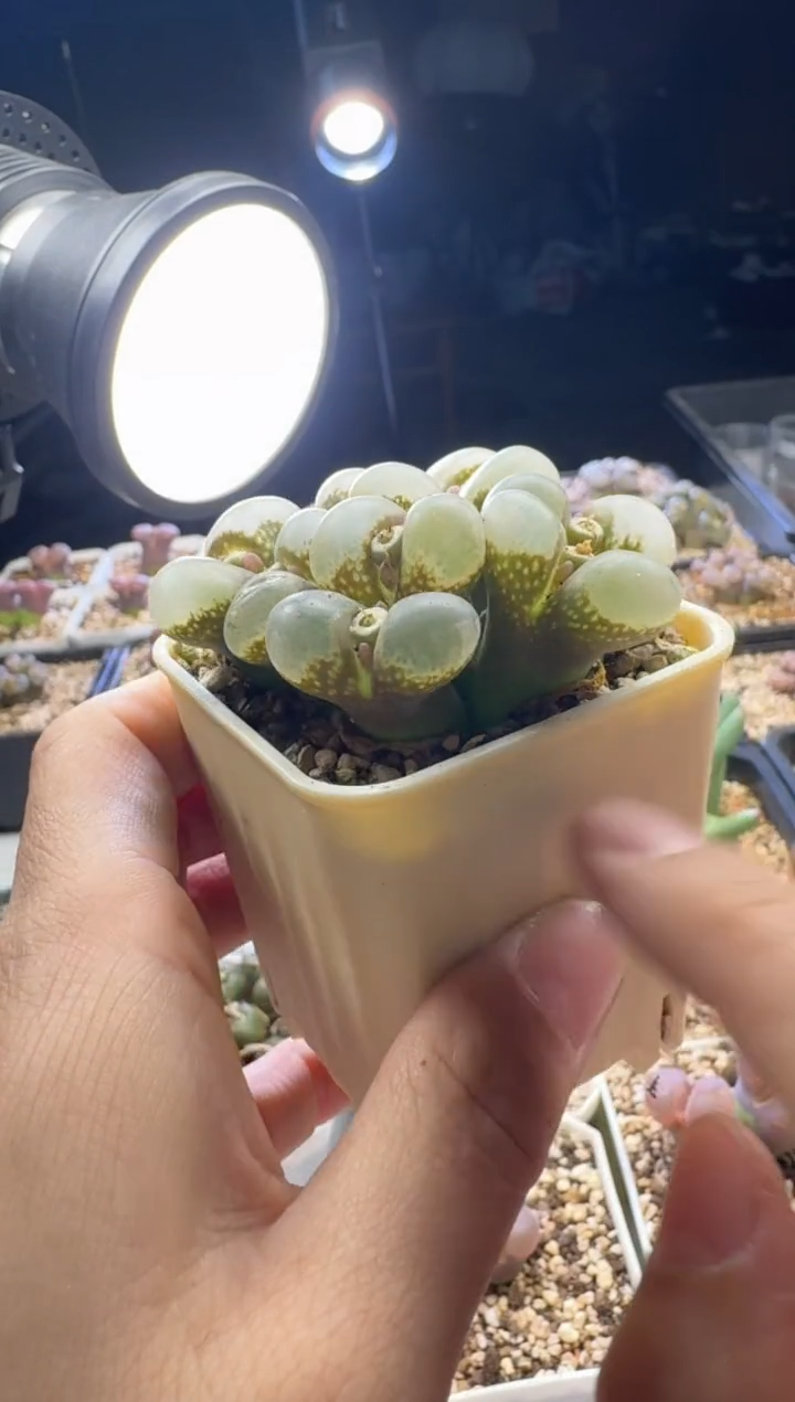 h****i【天津专场】143多肉植物肉锥