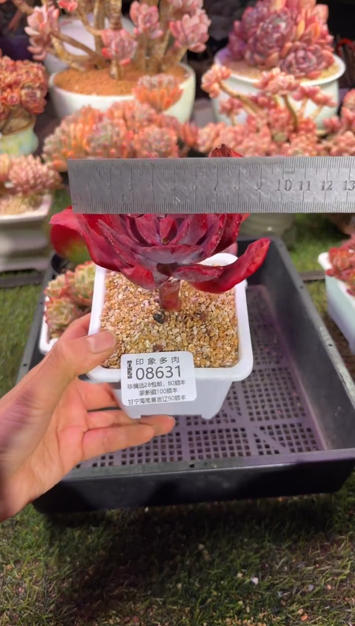 【闪购商品】08631