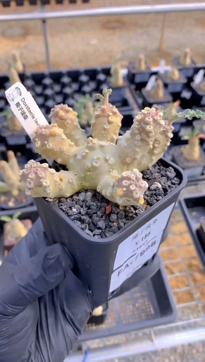 【闪购商品】椰子琉桑FA-7998