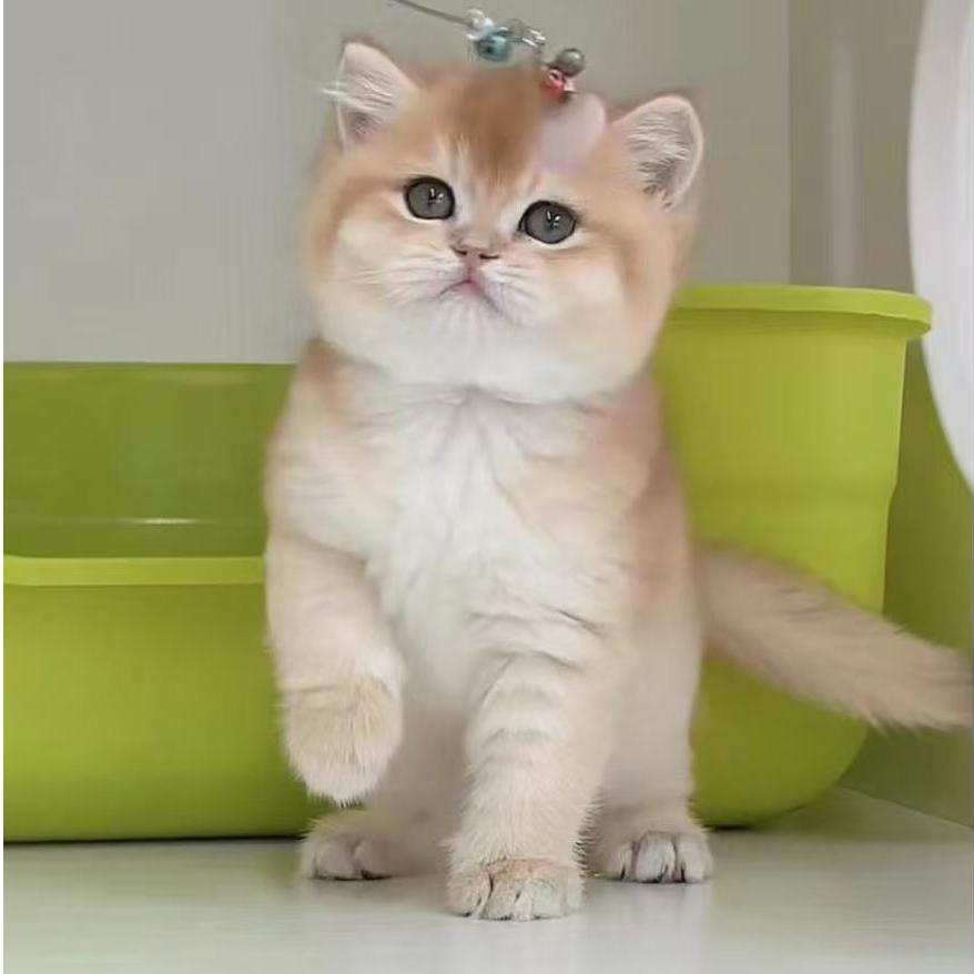 【名人猫舍专属】宠物活体猫咪链接   英短 渐层系列   布偶