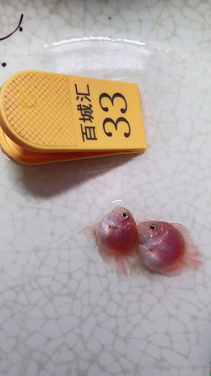 鹦鹉鱼66666666666